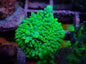 SPS Assorted Aquacultured Frags