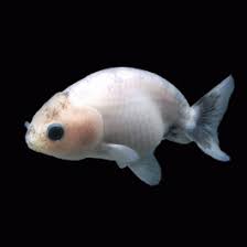 Goldfish - Ranchu assorted