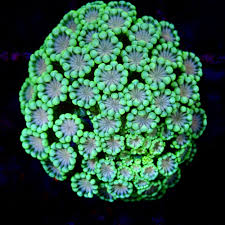 Flower Pot Corals (Goniopora, Alveopora, Bernardpora sp.)