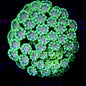 Flower Pot Corals (Goniopora, Alveopora, Bernardpora sp.)