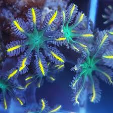 Clove/Palm Tree Polyps (Clavularia sp.) - Various