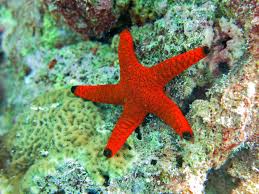 Sea Star / Starfish