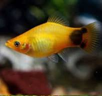 Platy Mickey Mouse -  various