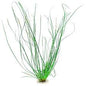 Eriocaulon sp. Needle Leaf