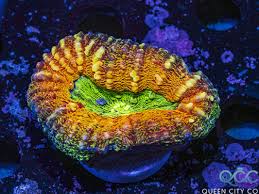 Lobed Brain Corals (Lobophyllia, Pachysepta, Symphyllia spp.)