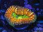 Lobed Brain Corals (Lobophyllia, Pachysepta, Symphyllia spp.)