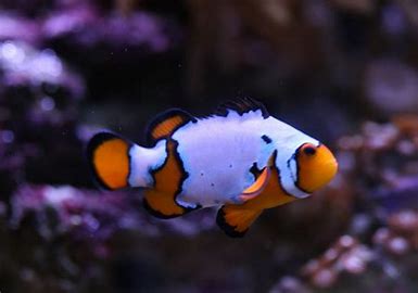 Clownfish - Opal Snowflake/Black Ice MIXED PAIR *Captive Bred*