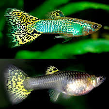 Guppy Cobra/Mosaic - Various