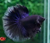 Betta Halfmoon Male - Assorted