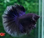 Betta Halfmoon Male - Assorted