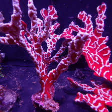 Spider Sponge