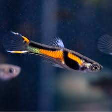 Endler Black Bar Male