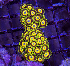 Zoanthid Frag [Aquacultured]