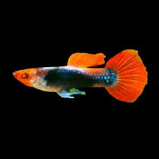Guppy Gold Tuxedo Male