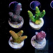 SPS Frags [Aquacultured]