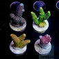 SPS Frags [Aquacultured]