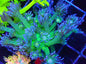 Flower Pot Corals (Goniopora, Alveopora, Bernardpora sp.)