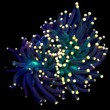 Torch Corals (Euphyllia glabrescens.)