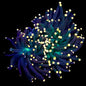 Torch Corals (Euphyllia glabrescens.)