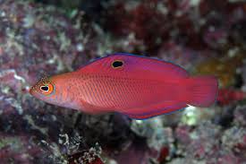 Dottyback - Oblique-lined (Cypho purpurascens)