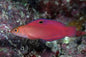 Dottyback - Oblique-lined (Cypho purpurascens)