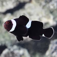 Clownfish - Ocellaris EXTREME Black Misbar/Broken Band (Amphiprion ocellaris) *Captive Bred*