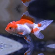 Goldfish - Oranda Red & White