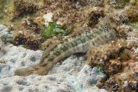 Blenny - Peacock Rockskipper (Istiblennius meleagris)