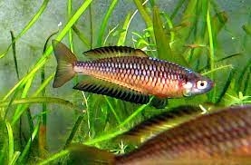 Rainbowfish - Obi Obi Creek Rhad (Rhadinocentrus ornatus)