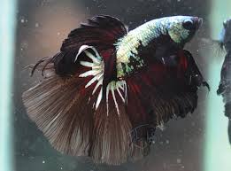 Betta Super Delta Male