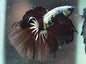 Betta Super Delta Male