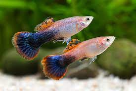Guppy Pink Tuxedo - Assorted