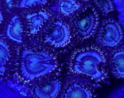 Zoanthid [Aquacultured]