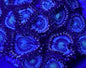 Zoanthid [Aquacultured]