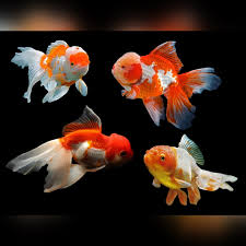 Goldfish - Oranda Assorted Red & White