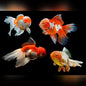 Goldfish - Oranda Assorted Red & White