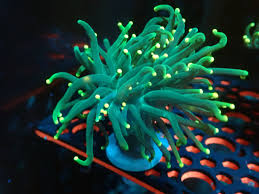 Torch Corals - Branching (Euphyllia glabrescens.)