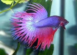 Betta Crowntail Male - Assorted
