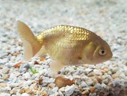 Goldfish - Ranchu assorted