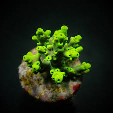 SPS Frags [Aquacultured]
