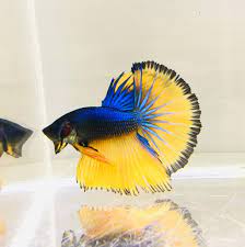 Betta Halfmoon Male - Assorted
