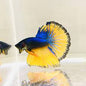 Betta Halfmoon Male - Assorted