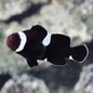 Clownfish - Ocellaris EXTREME Black Misbar/Broken Band (Amphiprion ocellaris) *Captive Bred*