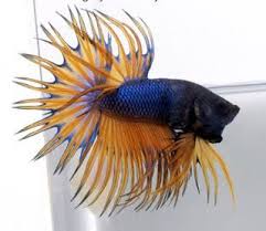 Betta Crowntail Male - Assorted