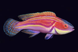 Wrasse - Magenta-Streaked Fairy (Cirrhilabrus laboutei)