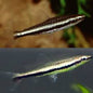 Twin Stripe Pencilfish (Nannostomus digrammus)