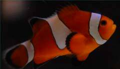 Clownfish - Ocellaris Orange Misbar/Broken Band (Amphiprion ocellaris) *Captive Bred*