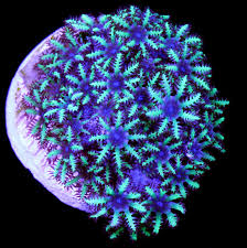 Sympodium (XS) Blue