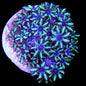 Sympodium (XS) Blue