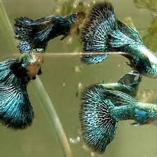 Guppy Dumbo Male - Various